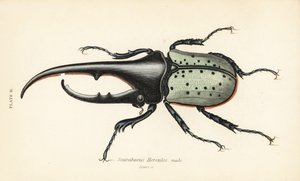 Herkül böceği, erkek, Dynastes hercules, Scarabaeus hercules by English School