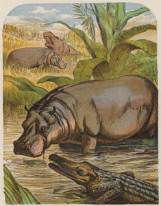 Su aygırı ve timsah (renkli taş baskı) by English School