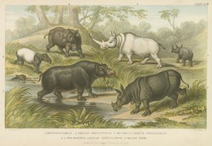 Su aygırı, gergedan ve tapir (renkli gravür) by English School