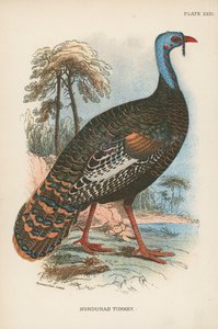 Honduras Türkiye by English School