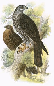 bal uçurtma by English School