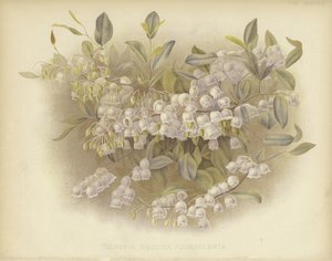 Honeycups, zenobia veya tozlu zenobia