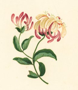 Hanımeli, Lonicera Periclymenum (renkli lito) by English School