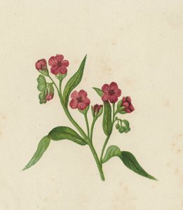Hound's-Dil, Cynoglossum Officinale (renkli litho) by English School