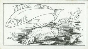 Nasıl çizilir: Levrek (lito) by English School