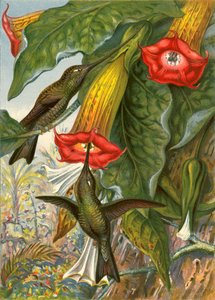 sinek kuşları by English School