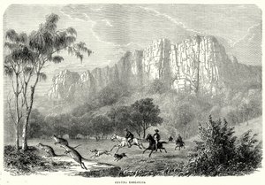 Avlanan Kangurular (gravür) by English School