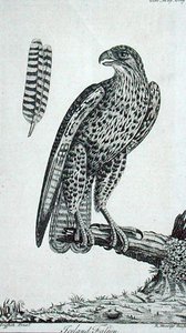 İzlanda Şahini (Falcon Rusticolus), 