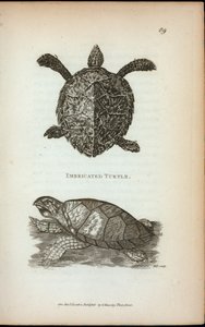 Imbricated Kaplumbağa, George Shaw tarafından 