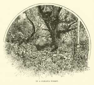 Jamaika Ormanında by English School