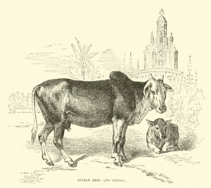 Zebu Kızılderilileri, Boss indicus by English School