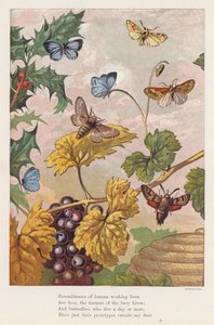 Böcekler (renkli lito) by English School