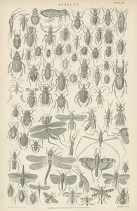 Böcekler (gravür) by English School