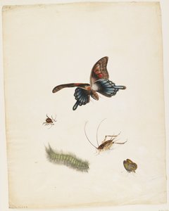 Böcekler, c.1805 (siyah mürekkep, wc ve kağıt üzerinde grafit) by English School