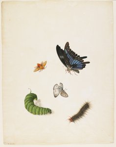 Böcekler, c.1805 (kağıt üzerinde siyah mürekkep ve wc)