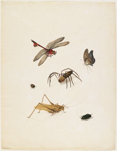 Böcekler, c.1805 (kağıt üzerinde mürekkep, wc ve grafit)