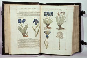 İris (Flowers de-luce), John Gerard