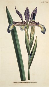 Iris Spuria (Sahte İris), The Botanical Magazine veya Flower Garden Displayed, pub