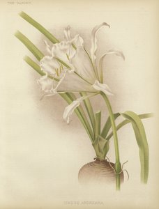 ismene andreana