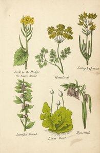 Jack by the Hedge Or Sauce Alone, Hemlock, Long Cyperus, Juniper Shrub, Liver Wort, Hyacinth (renkli lito) by English School