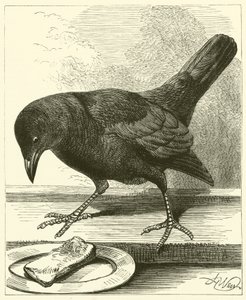 Jackdaw (gravür) by English School