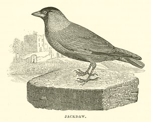 Jackdaw (gravür) by English School