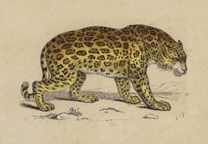 Jaguar (renkli taş) by English School