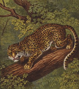 Jaguar (renkli taş) by English School