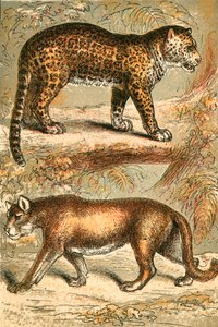 jaguar ve puma by English School