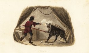 James Bruce, Abyssinia, Maitsha