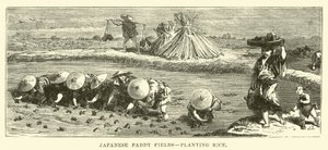 Japon Çeltik Tarlaları, pirinç ekimi by English School