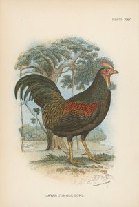 Javan Orman Tavuğu by English School