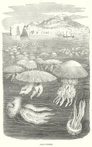 Jelly-Fishes (gravür) by English School