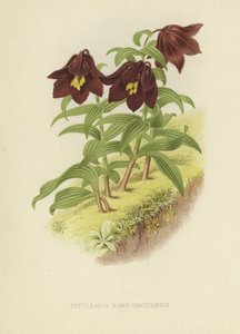 Kamçatka fritillary veya Kamçatka zambak by English School