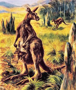 kanguru by English School