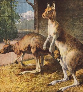 Kangurular (renkli lito) by English School