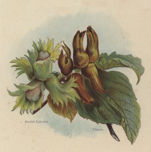 Kentish Cob-fındık, Filberts by English School