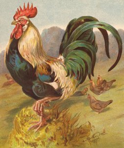 King of the Poultry Yard (renkli taşbaskı) by English School