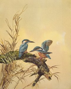 Kingfishers, c.1890 (kağıt üzerinde wc) by English School