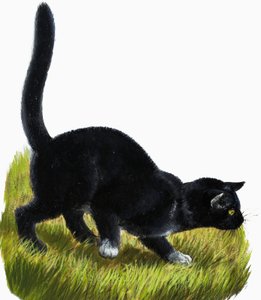 Kedi yavrusu by English School
