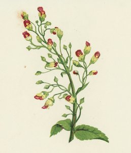 Düğümlü İncir Otu, Scrophularia Nodosa (renkli lito) by English School