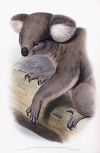 Koala - Phascolarctos cinereus, 1845-1863 by English School