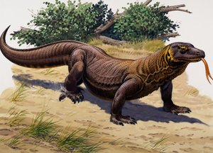 Komodo Ejderhası (kağıt üzerine guaj) by English School