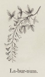 Laburnum (gravür) by English School