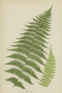Lady Fern (renkli taş) by English School