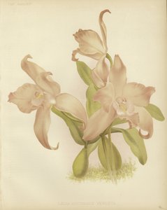 Laelia sonbahar by English School