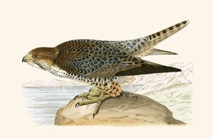 Lanner Falcon, Charles Robert Bree (1811-86) tarafından 