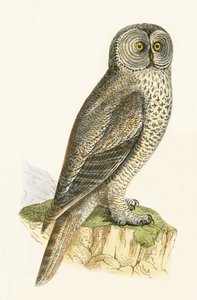 Kucak Baykuşu, Charles Robert Bree (1811-86) tarafından 