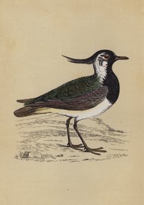 Lepwing (renk üyeleri) by English School
