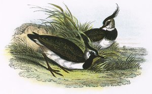 kız kuşu by English School